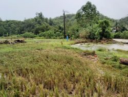 Pasca Banjir: Petani di Tabulahan Merugi, Ratusan Karung Padi Hasil Panen Hanyut