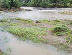 Air Sungai Burake Meluap, Petani di Mamasa Terpaksa Kehilangan Hasil Panen