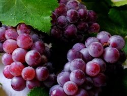 Deretan Manfaat Buah Anggur Bagi Kesehatan, Salahsatunya Mencegah Kanker