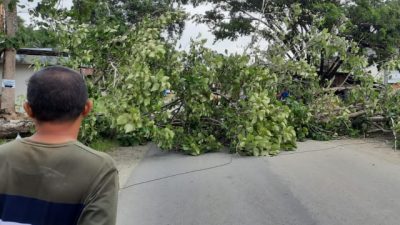 BreakingNews pohon tumbang di Tumbu Mateng