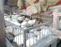Dua Pekan Terakhir, Harga Ayam Potong di Mateng Melejit