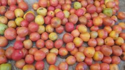 Harga Tomat di Mamasa Melonjak, Pasar Mambi dan Makau Nyaris Sama