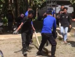 Ular Piton Sepanjang 3,5 Meter Dievakuasi Petugas Damkar Mateng