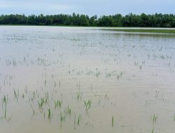 Petani di KUO Mateng Terancam Gagal Panen Akibat Sawah Terendam Banjir