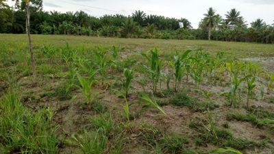 Akibat Banjir, Puluhan Hektar Ladang Jagung Petani di Mamuju Tengah Terencam Gagal Panen