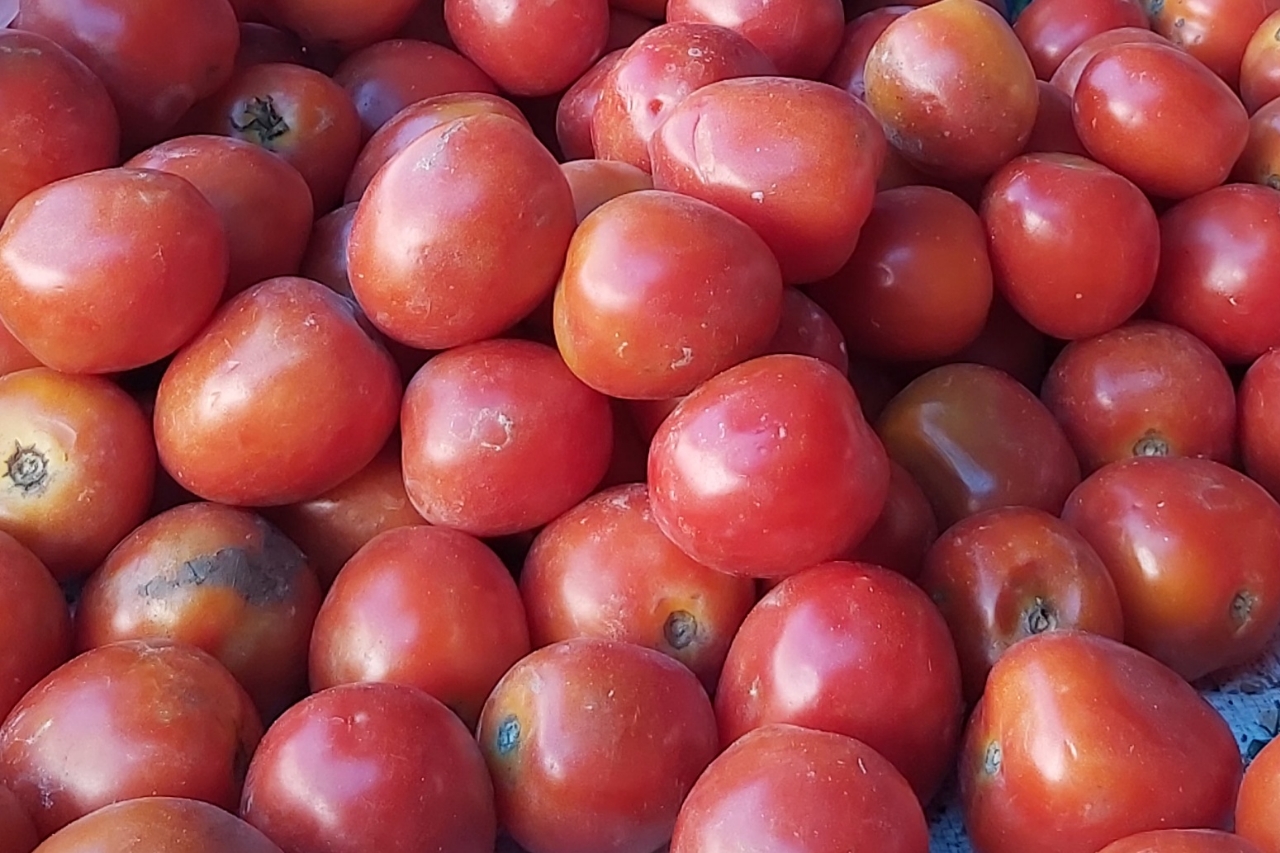 Selasa 24 Januari 2023, Harga Tomat di Kolaka Berangsur Turun